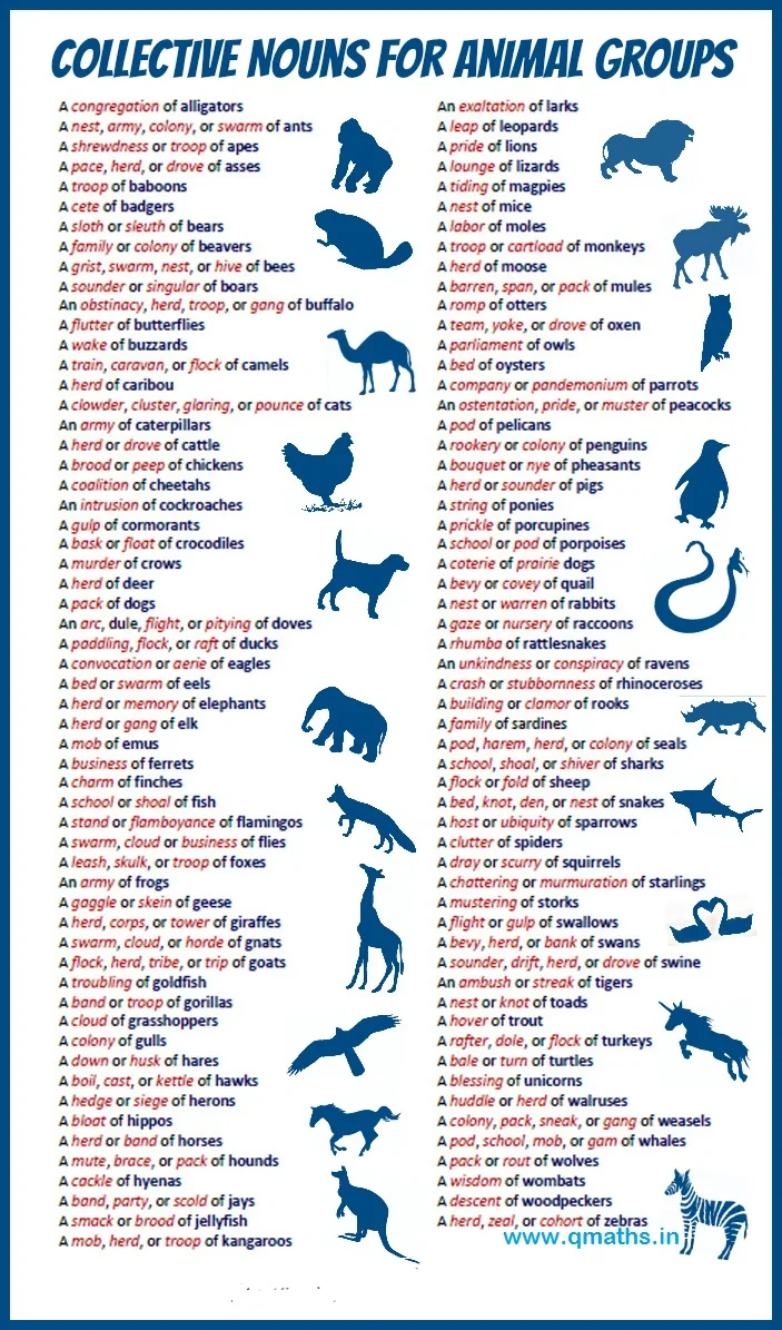 Most Important Name of Animal Groups in English Language